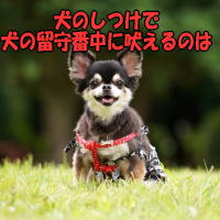 犬のしつけで犬の留守番中に吠えるのは