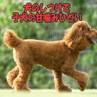 犬のしつけで子犬の甘噛みひどい
