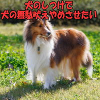 犬のしつけで犬の無駄吠えやめさせたい
