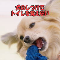 犬のしつけでトイレを覚えない