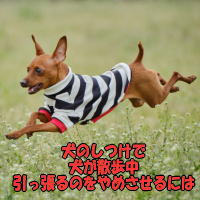 犬のしつけで犬が散歩中引っ張るのをやめさせるには