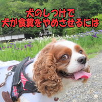 犬のしつけで犬が食糞をやめさせるには
